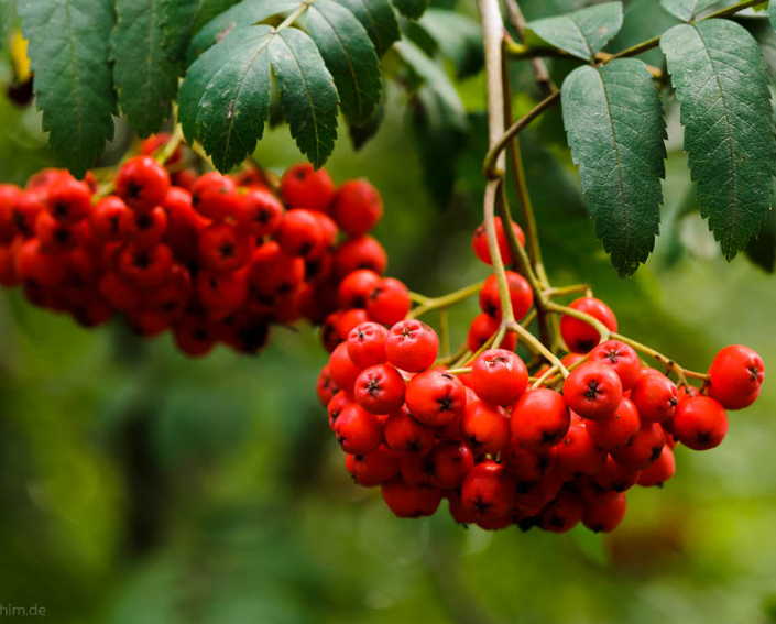 Склерозы: 5 ценных рецепта лечения!