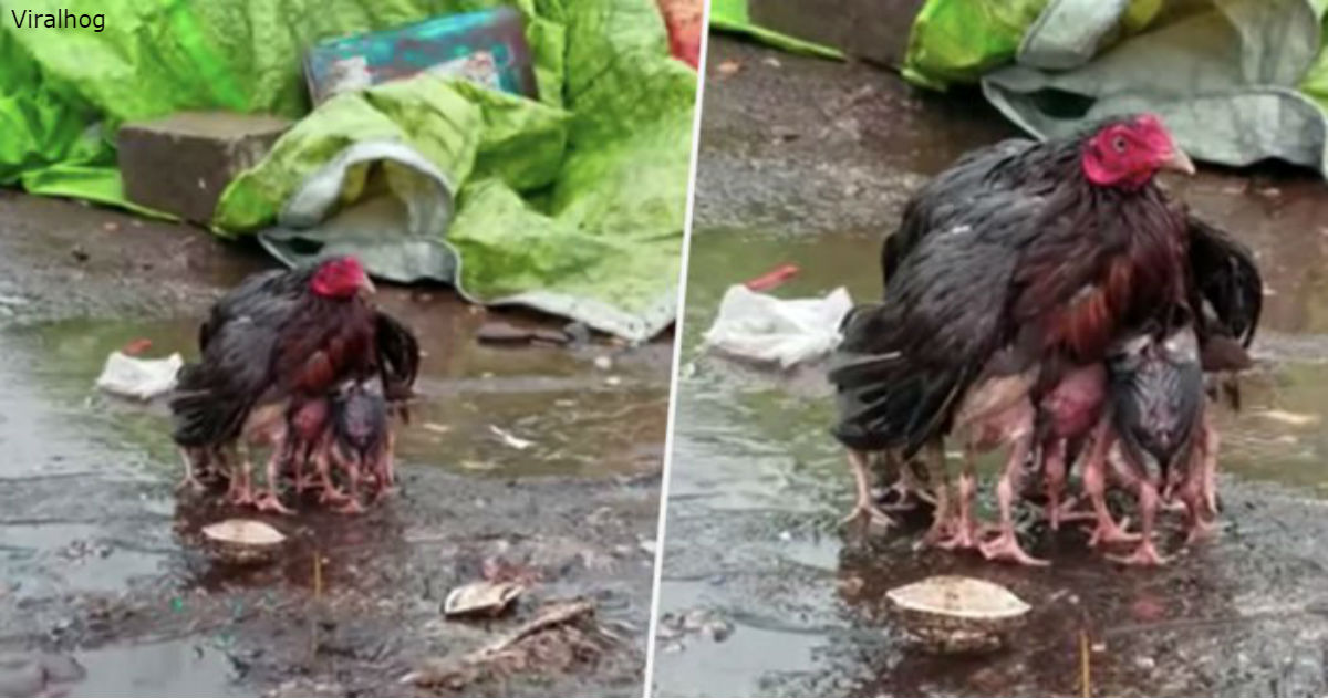 Мама-курица сама стала зонтиком, чтобы укрыть своих малышей от сильного ливня