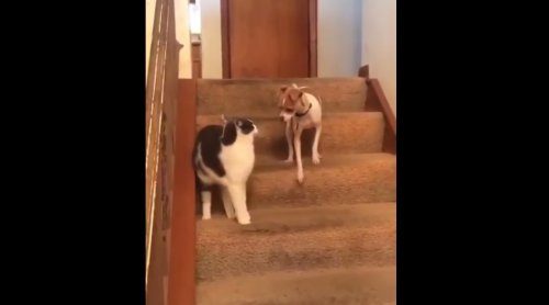 Кошачий турбодвигатель