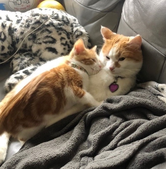 Кот и котенок