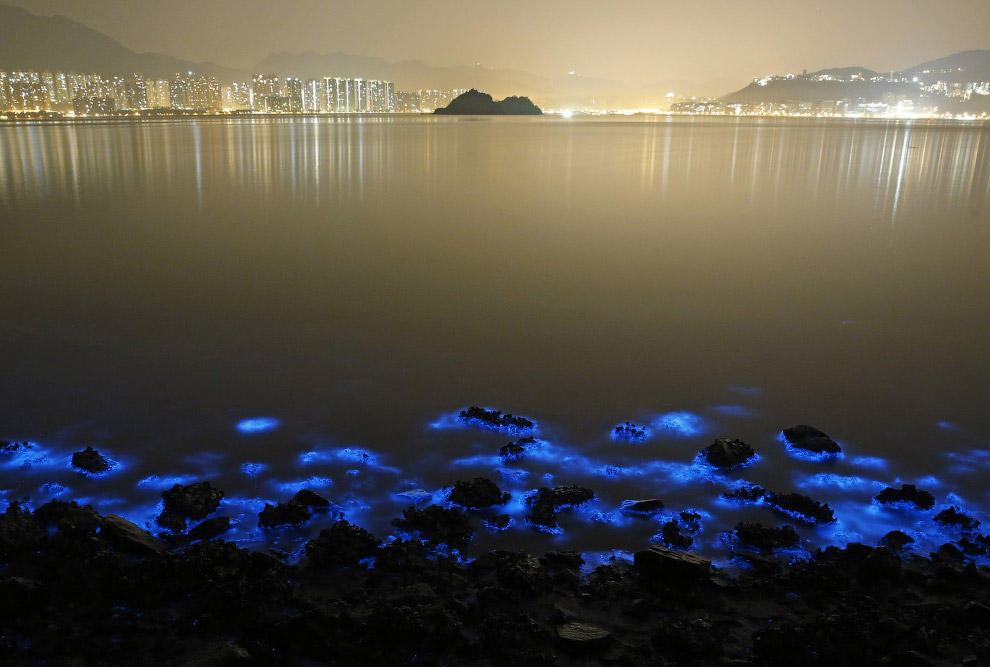 Свечение живых организмов в море Гонконга животные