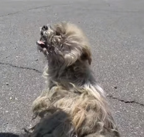 Пес на дороге 