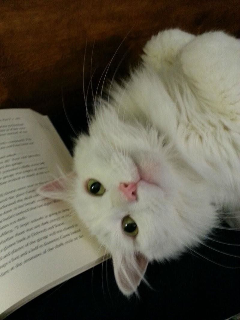 18 фото котов, которым нужна ласка именно, когда Вы что-то читаете домашний очаг,котики,милое,позитив