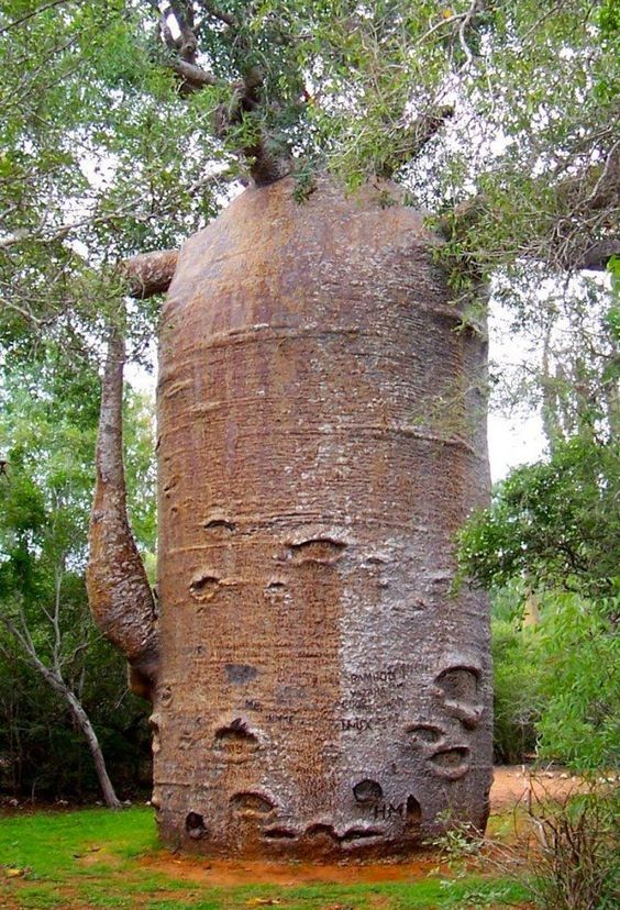 Baobá, incrível, natureza, incrível, flora