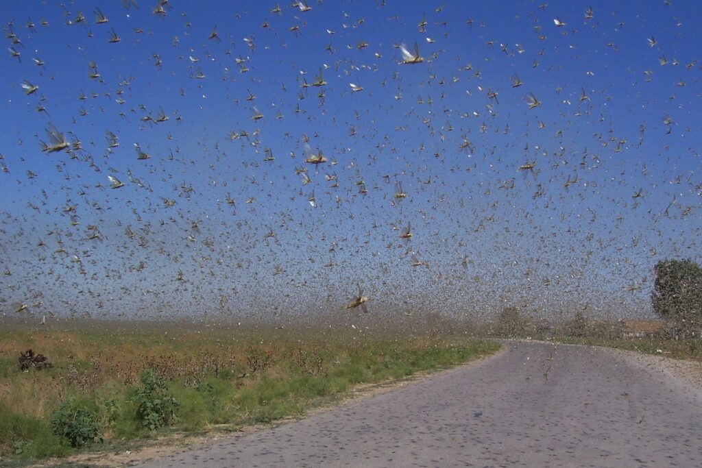 Киев обвинил Россию в нашествии саранчи