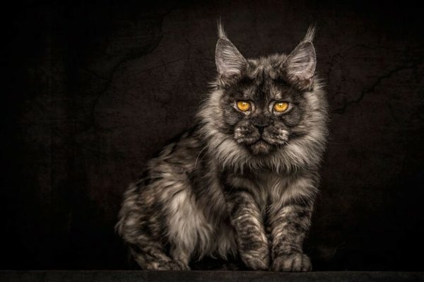 Американская енотовая кошка Maine Coon