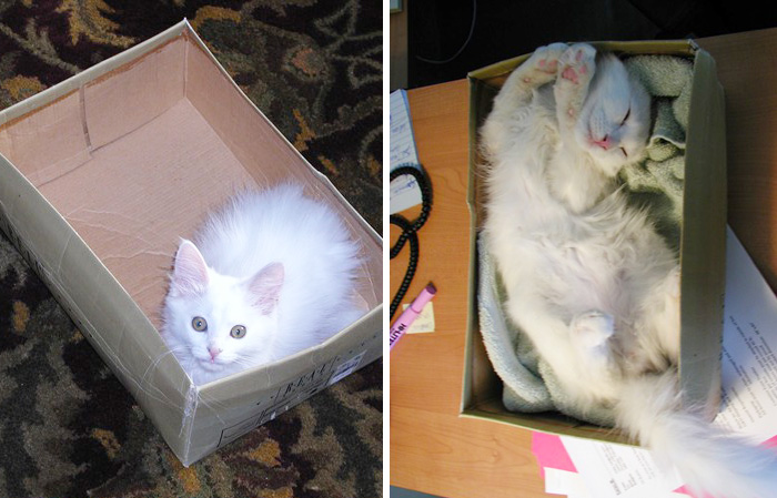 My Cat And His Favourite Box