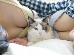 «Грудь и мяу»: японский фотограф выпустил альбом с котиками на женской груди