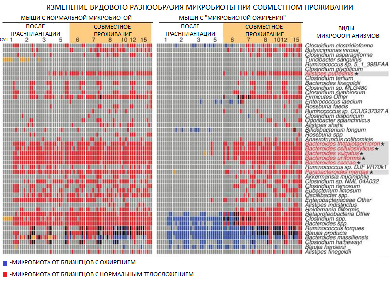 Микробиота ожирения микробиоты, ожирения, микробиоту, человека, микробиота, через, бактерий, антибиотиков, образом, Таким, более, массы, геном, которые, мышей, микрофлорой, время, трансплантации, может, также