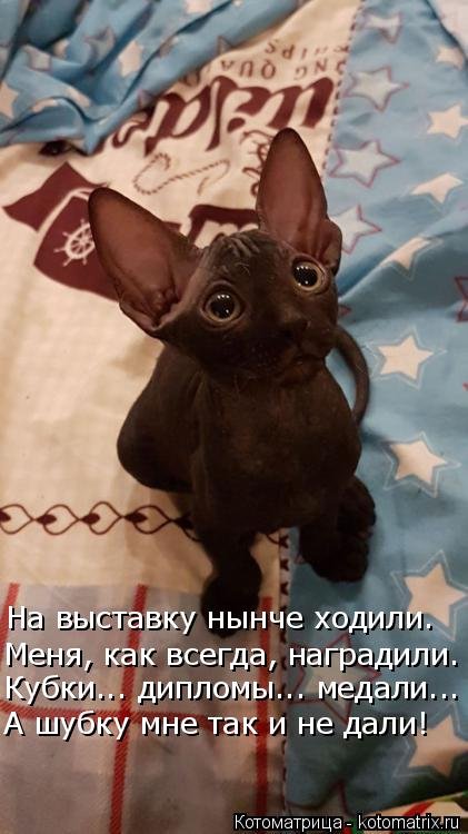 Новая котоматрица (21 фото)