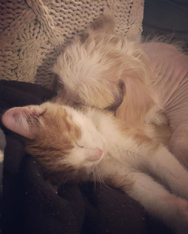 Пес и котенок