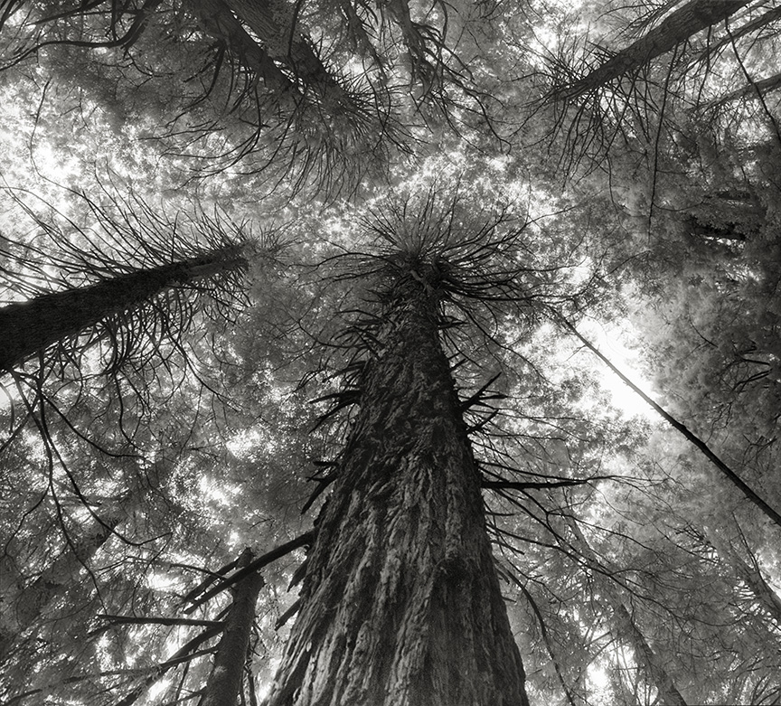 Cтарейшие деревья в мире - портреты времени Cтарейшие деревья в мире - портреты времени деревья,интересное,мир