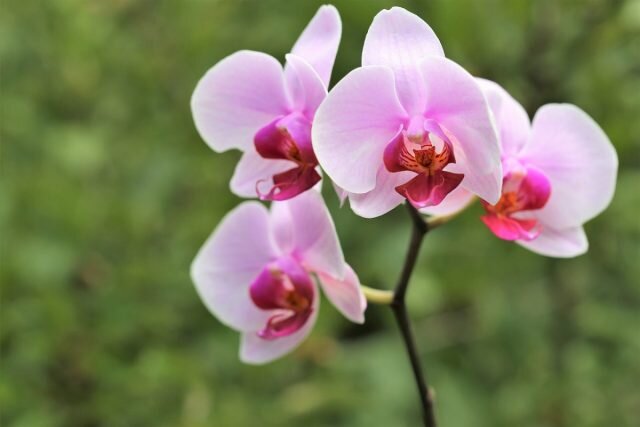 Орхидея (Orchidaceae). © GoranH  
