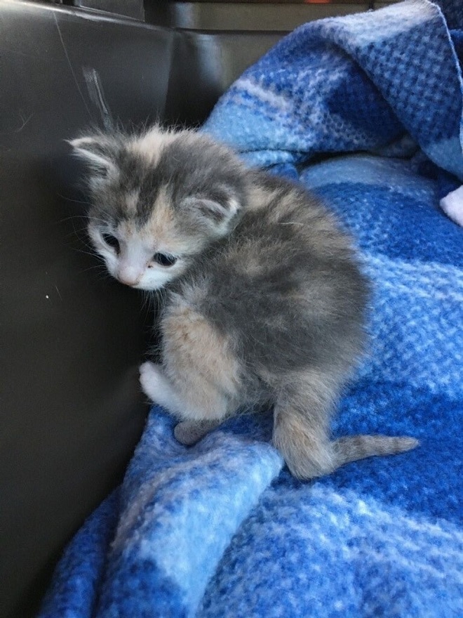 Котенок на покрывале