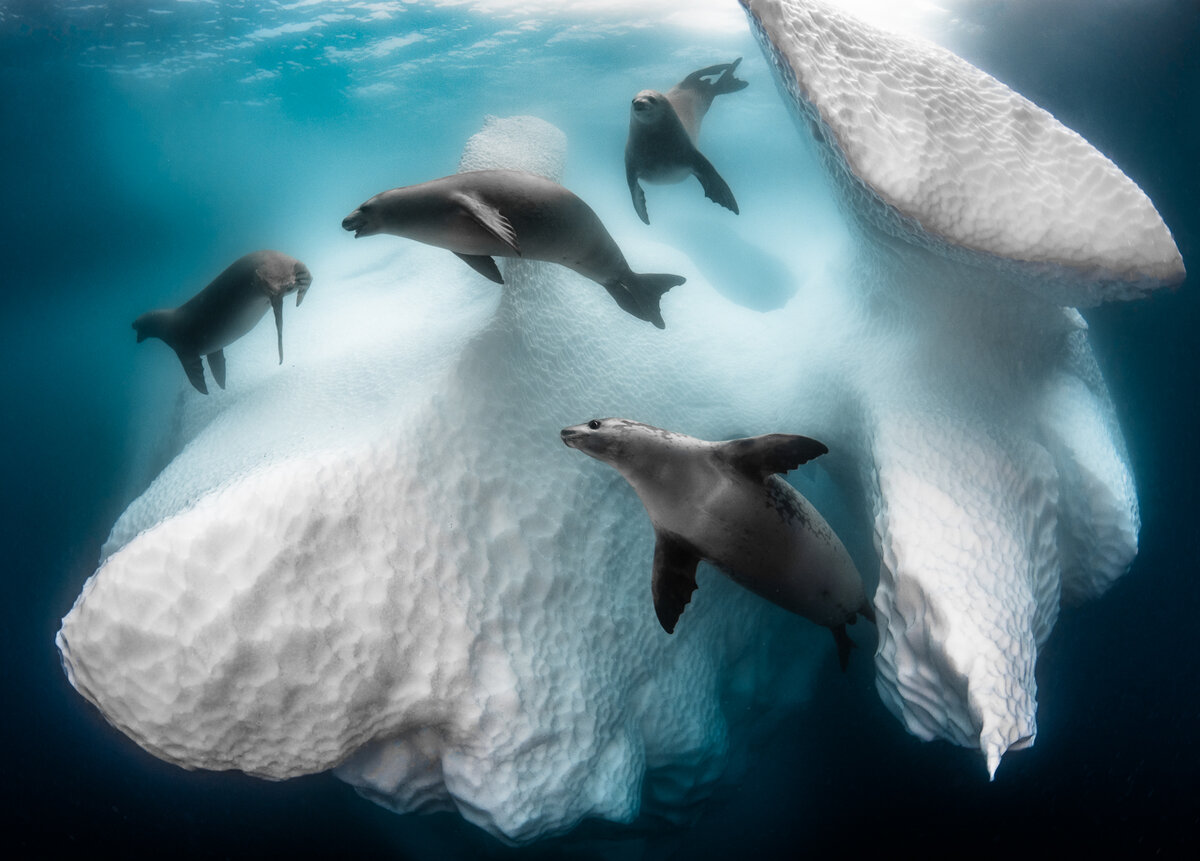 Greg Lecoeur Nice, France. Aquatic life