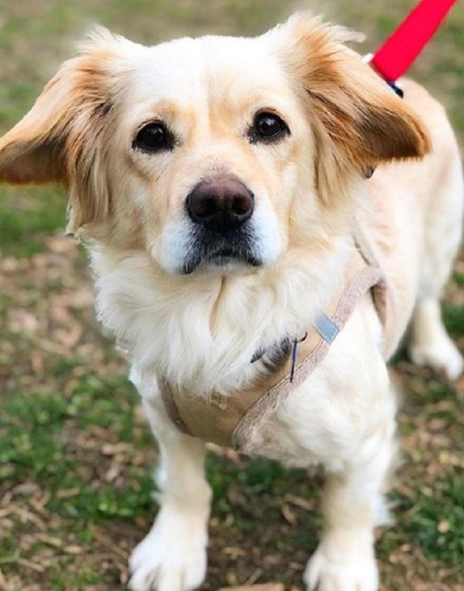 Собака на траве