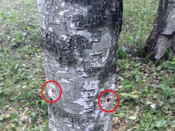 Как уничтожить дерево, не спиливая его советы