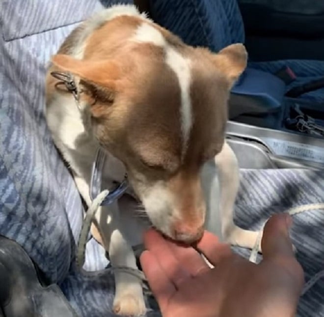 Собака и рука