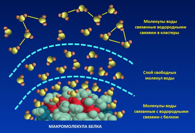 Свободная молекула. Молекулы воды в белках. Молекулярные кластеры. Водные оболочки вокруг макромолекул. Молекулы жидкости связаны.