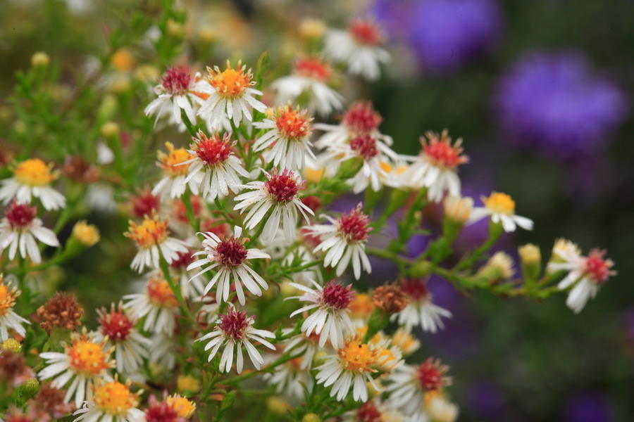 Многолетние астры - звёзды осеннего сада астры, Aster, растения, цветения, куста, можно, астра, особенно, высотой, кустарниковая, новобельгийская, почвы, сортов, гибридов, цветёт, новоанглийская, только, сентябре, время, мучнистой