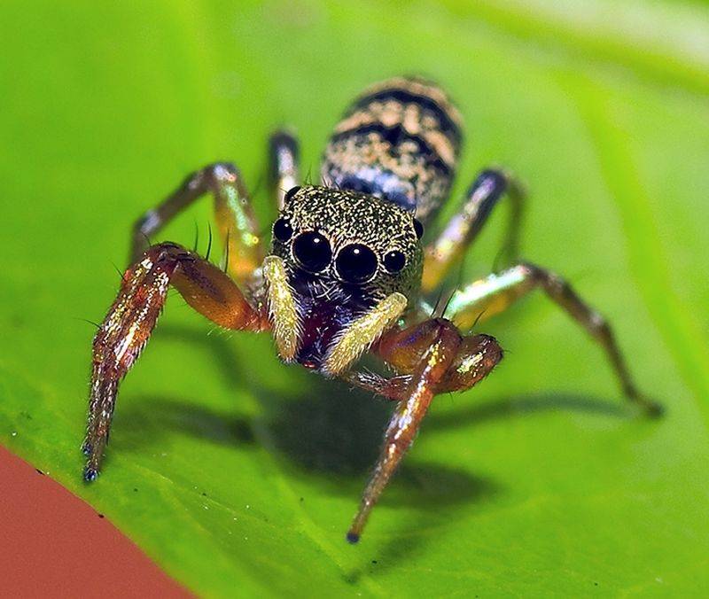 Паучиха. Cosmophasis umbratica. Cosmophasis bitaenata паук. Сингапурский паук. Пауки в Сингапуре.