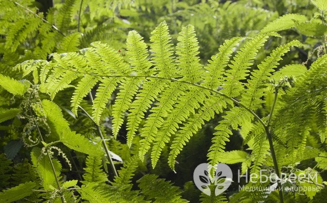 Орляк – съедобная весенняя трава