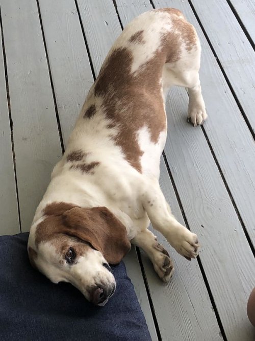 Смешные собаки, которые перенесли странность аж в другое измерение 