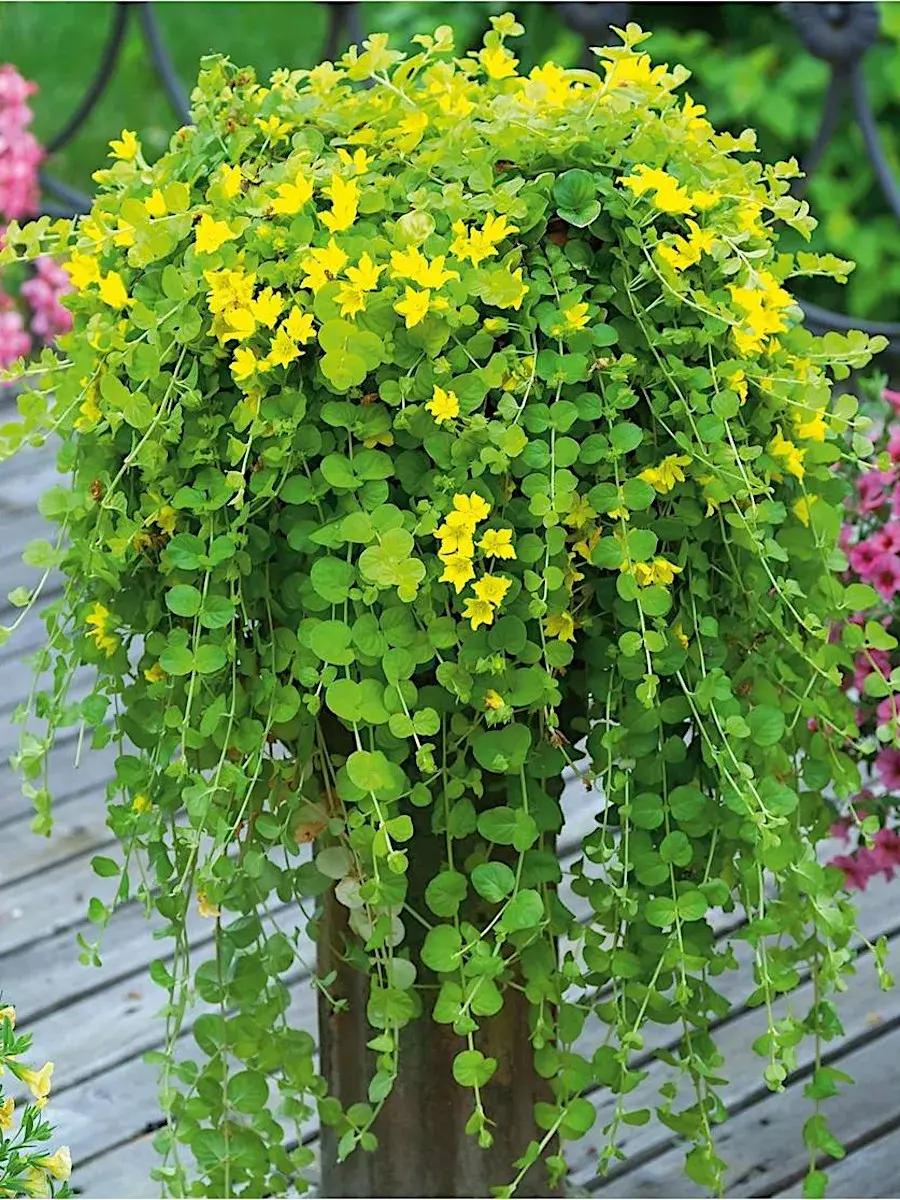 Какие цветы посадить на кладбище: 10 многолетних неприхотливых в уходе растений сажать, лучше, можно, растение, цветут, любит, только, хорошо, грунт, почву, всего, растения, когда, цветы, почвы, Также, посадить, после, апреля, почва