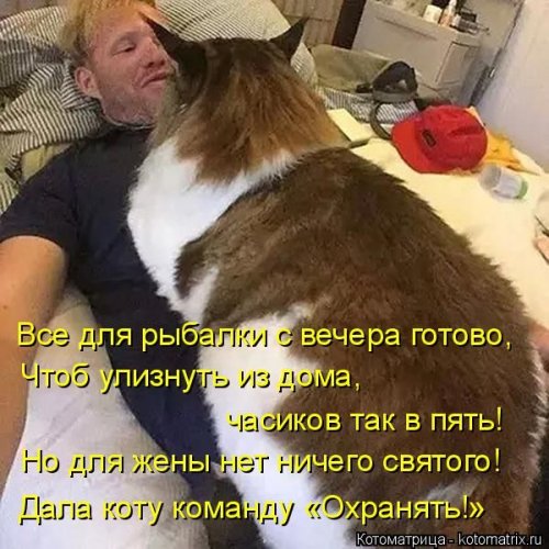 Свежая котоматрица (29 фото)