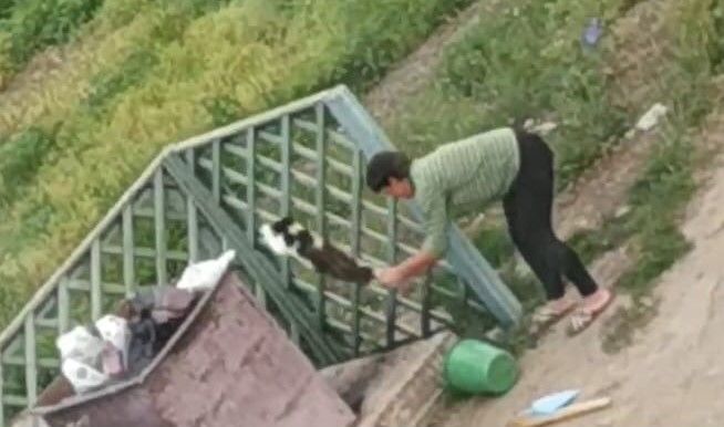 Суд оштрафовал женщину, которая в Буда-Кошелевском районе убила кошку