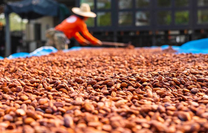 Из чего на самом деле делают белый шоколад