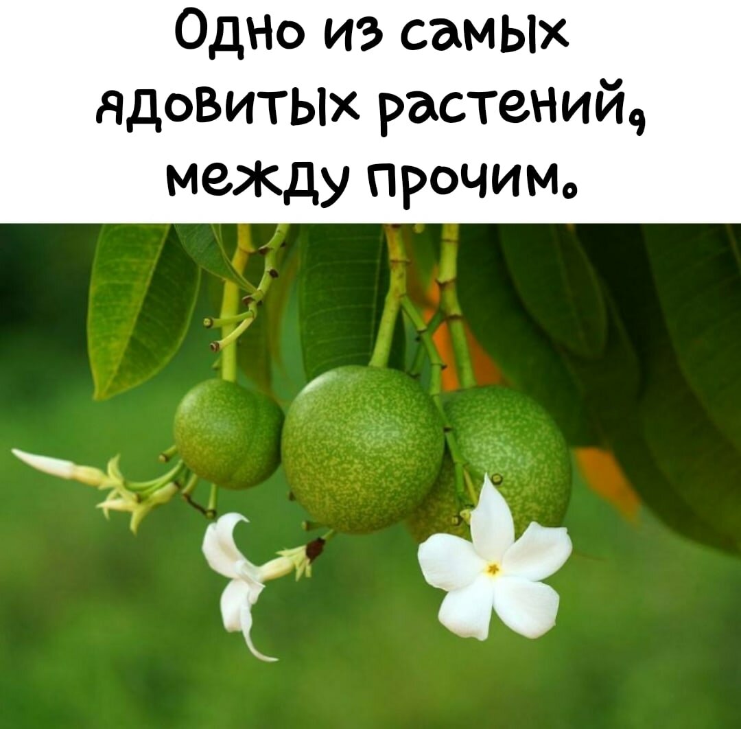 Топ-13 необычных деревьев. Спорим, ты не видел дерево, дерева, только, более, растение, плоды, может, такой, называют, дереву, ствол, деревом, стволе, больше, кстати, растет, можно, время, после, растений