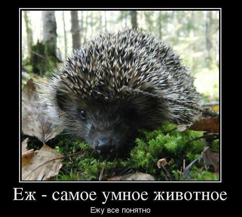 Самые смешные анекдоты и шуточки в картинках Самые смешные анекдоты и шуточки в картинках