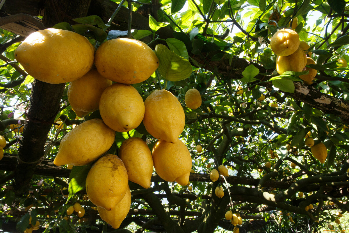 В дикой природе лимоны не встречаются. Фото: из открытых Интернет-источников