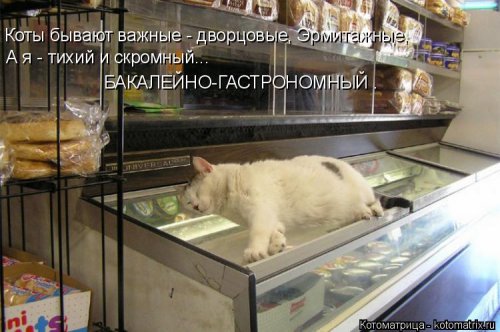 Новая котоматрица (21 фото)