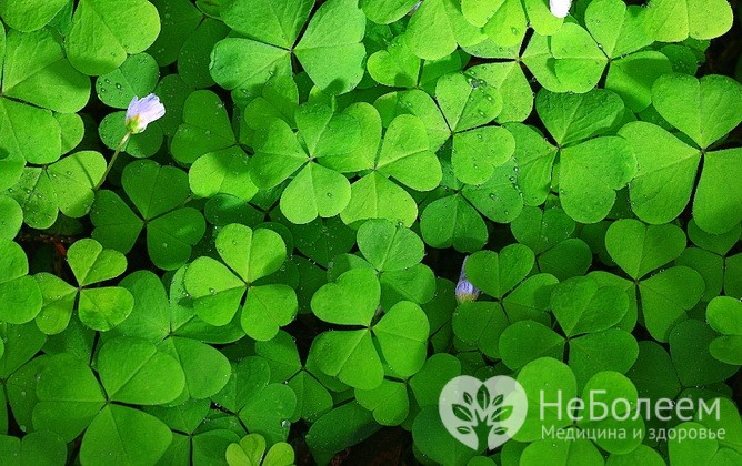 Кислица – съедобная весенняя трава