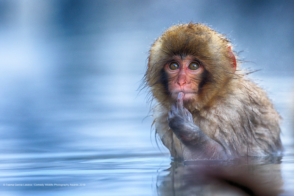 Фотографии финалистов Comedy Wildlife Photography Awards 2019