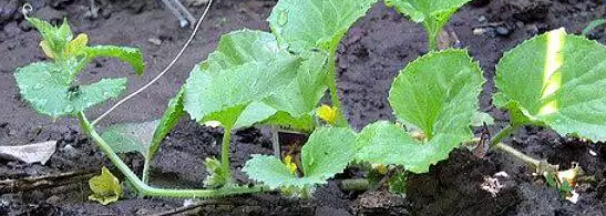 2019-06-12_08-46-53 (547x195, 284Kb)