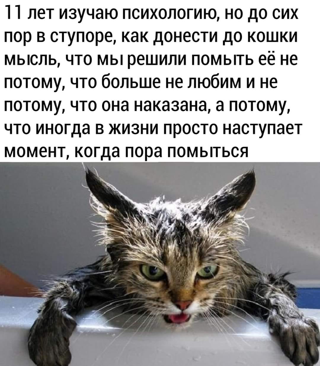 Кошка тоже человек