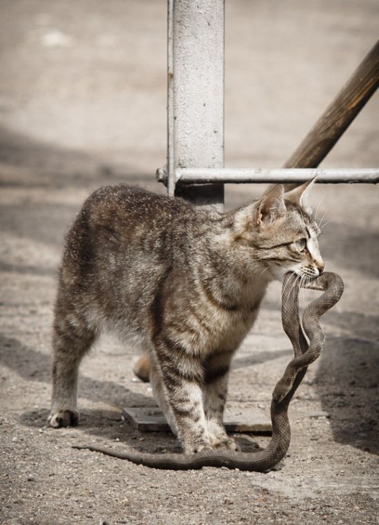 Солянка из прикольных картинок и веселых фотографий с надписями 