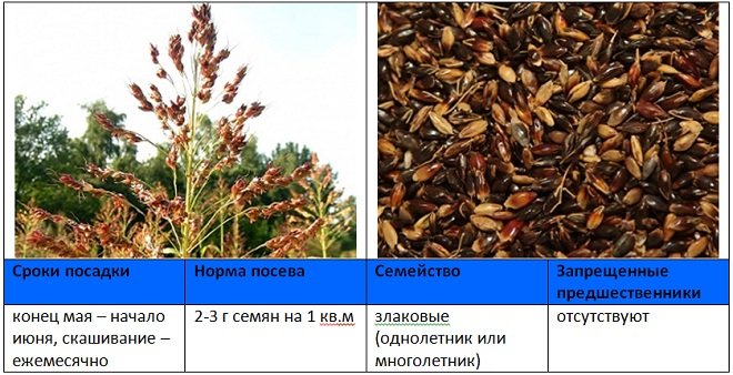 Суданка многолетняя трава фото и описание