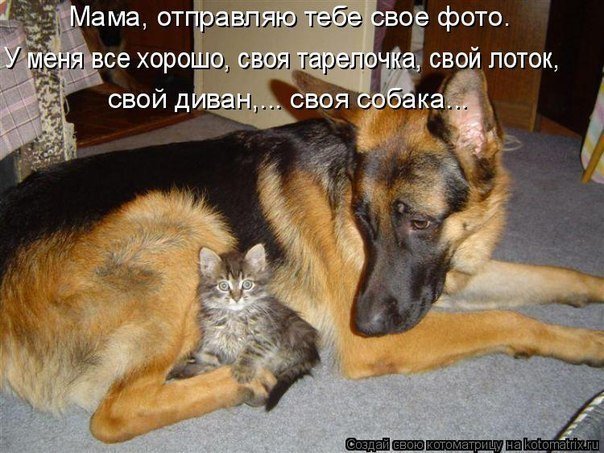 Смешные картинки с кошками и собаками с надписями, поздравления добрым утром