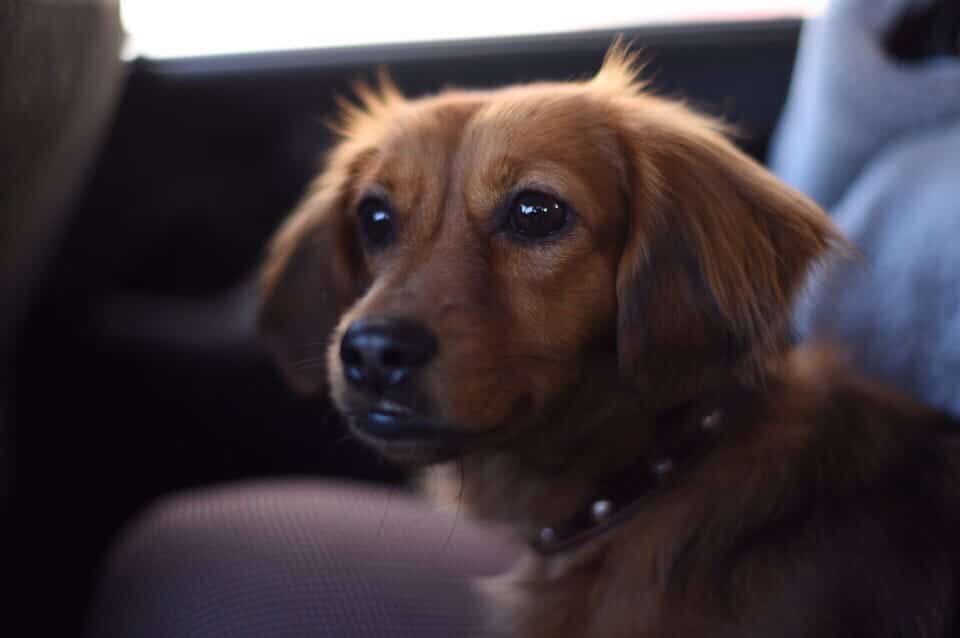 собака в машине