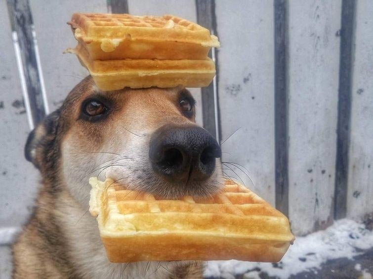 ТОП 10 СОБАК С ЯБЛОКОМ ВО РТУ - YouTube