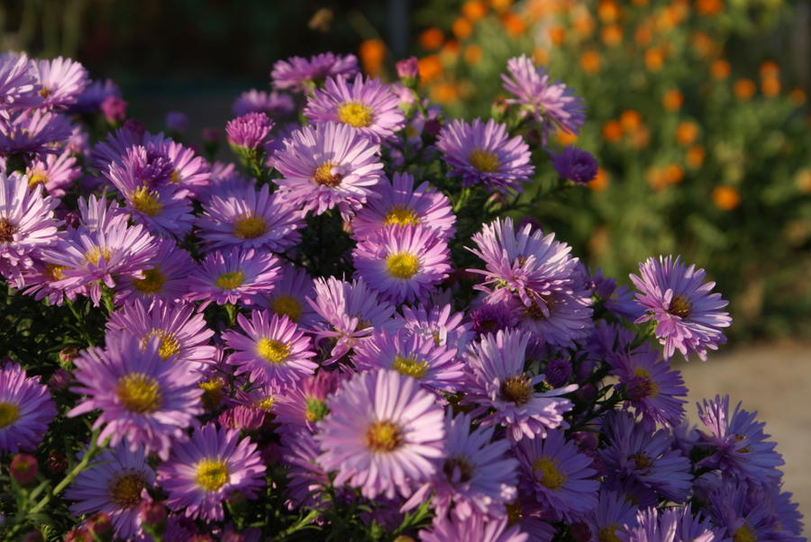 Многолетние астры - звёзды осеннего сада астры, Aster, растения, цветения, куста, можно, астра, особенно, высотой, кустарниковая, новобельгийская, почвы, сортов, гибридов, цветёт, новоанглийская, только, сентябре, время, мучнистой