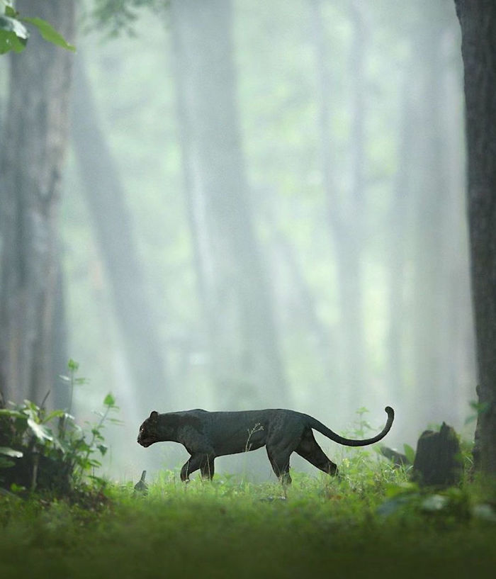 Двенадцать фотографий черной пантеры из джунглей Индии животные,животный мир,ИНТЕРНЕТ ШКАТУЛКА,фотографии чёрной пантеры