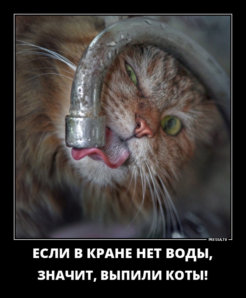 словам, демотиваторы смешные в картинках нет воды цыплят накладно, вот