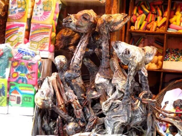 зародыши ламы