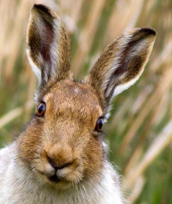 Где живут зайцы и роют ли они норы?