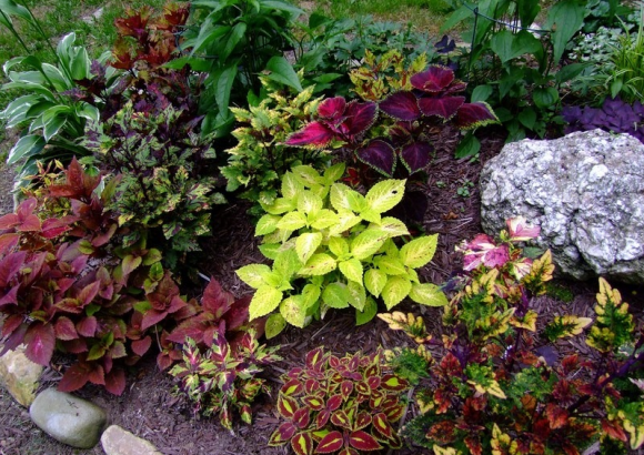 Колеус на рокарии